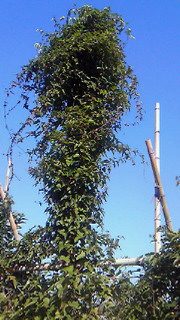 201407250747000.jpg