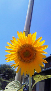201407311256000.jpg