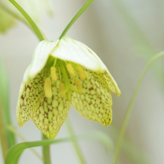 ゴッホ「アミガサユリの花」がひまわりに似ている！？ | アート名画館