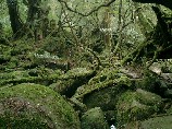 屋久島
