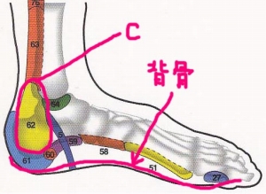 足の内側 反射区