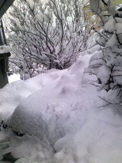 庭の雪