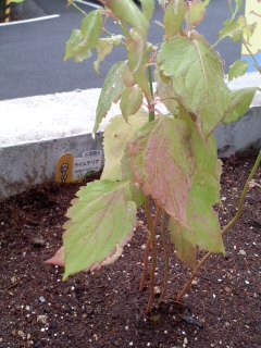 141021_1100~04.jpg