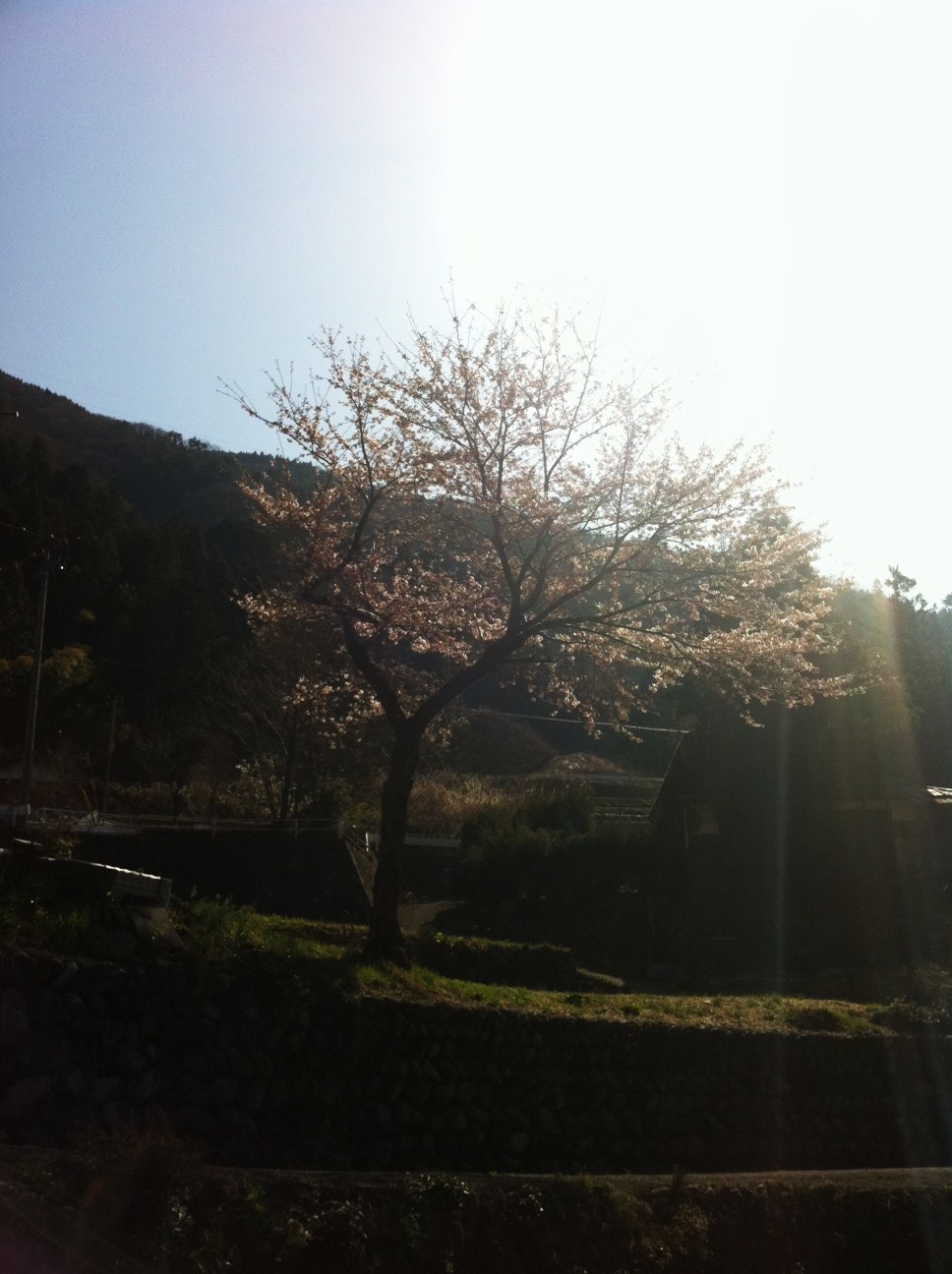 2011sakura.JPG