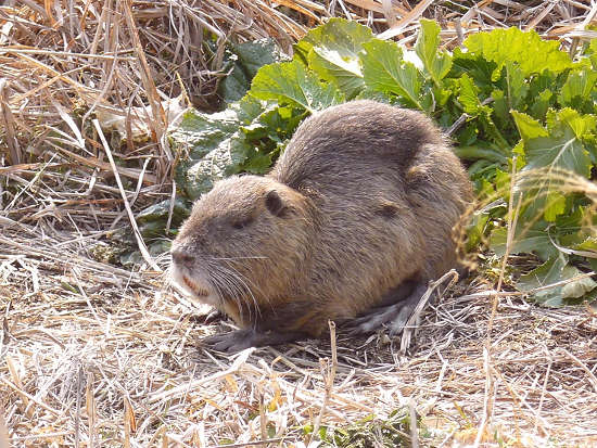河原のヌートリア