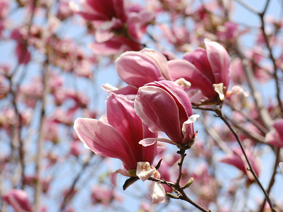 シモクレンの花 草 友 木 虫