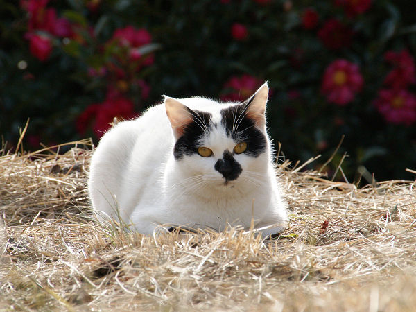 野良猫のひなたぼっこ