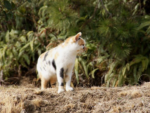野良猫のひなたぼっこ
