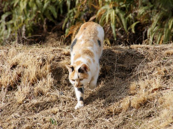 野良猫のひなたぼっこ