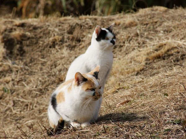 野良猫のひなたぼっこ