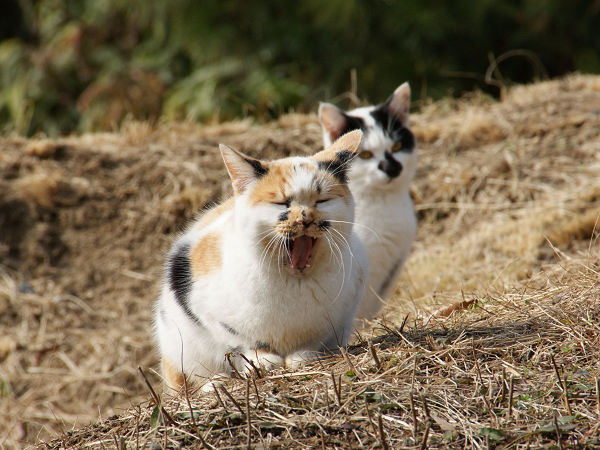 野良猫のひなたぼっこ