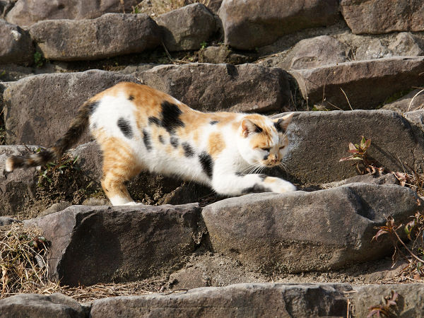 野良猫のひなたぼっこ