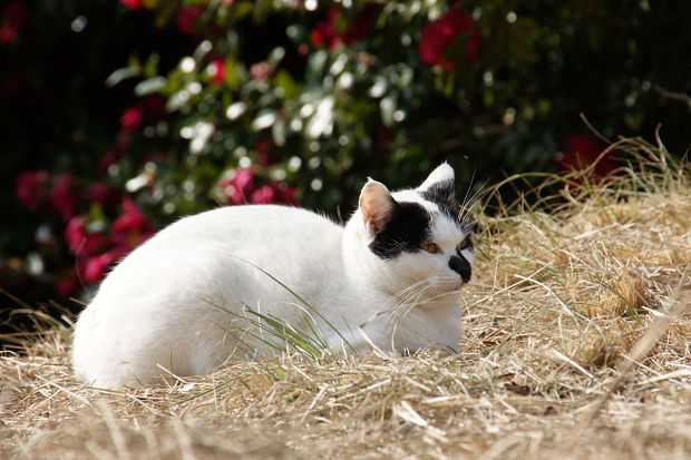 野良猫のひなたぼっこ