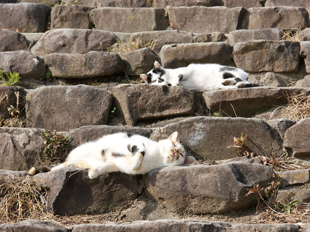 野良ネコのひなたぼっこ