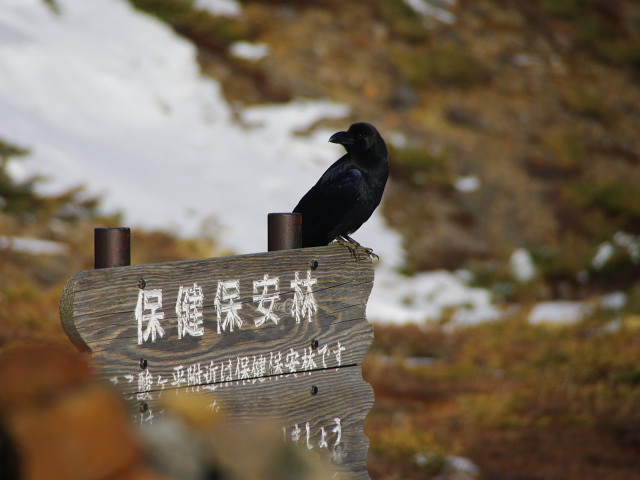 酸ヶ平のカラス