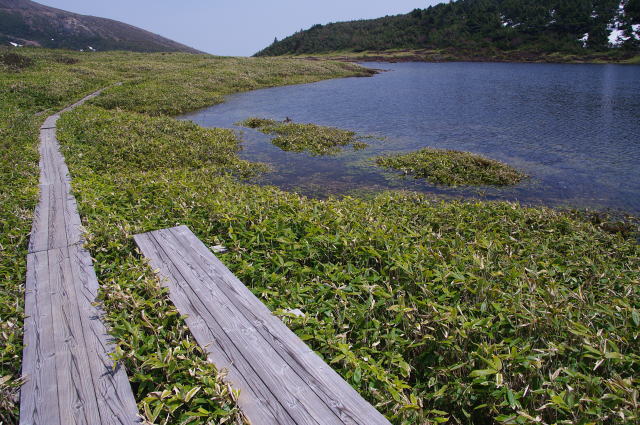 鎌沼