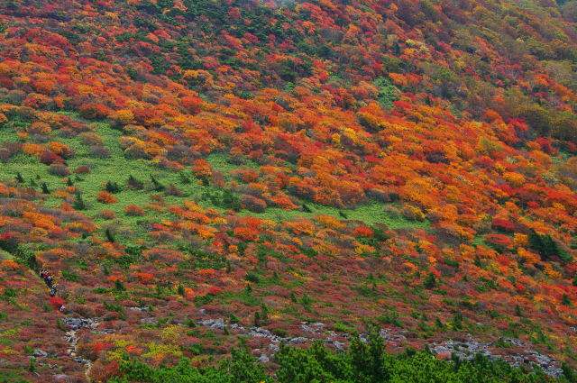 箕輪山の紅葉