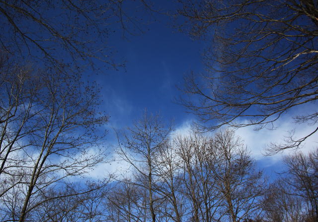 ハンノキの空
