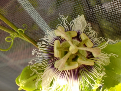 パッションの花