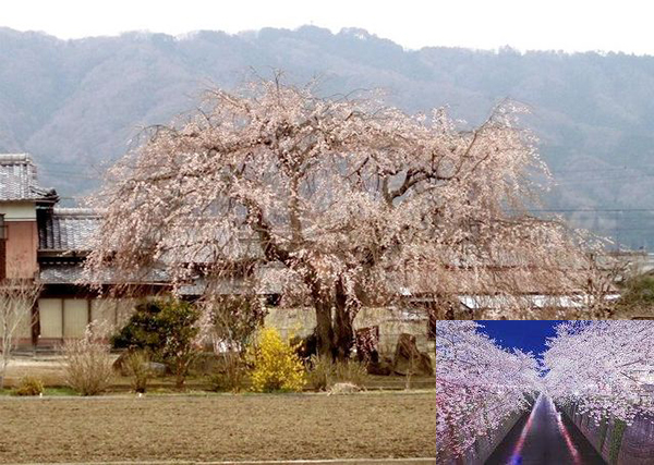 桜