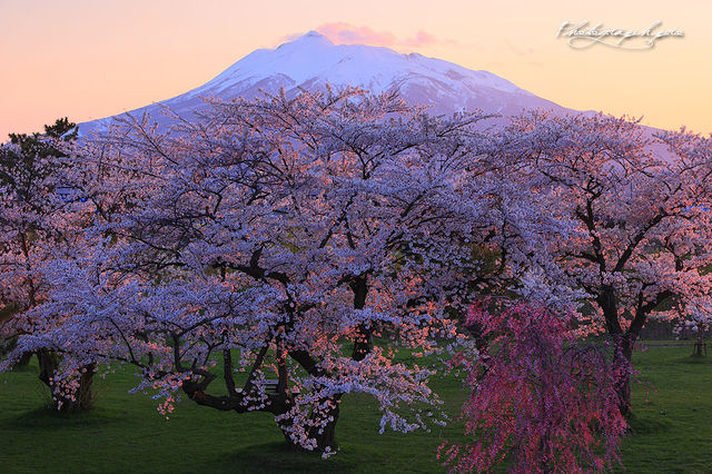 桜