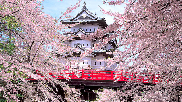 桜