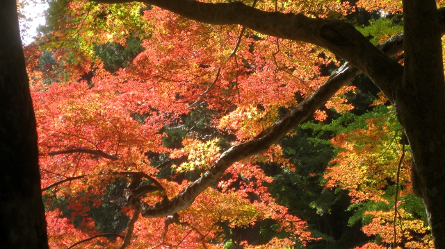 鰐淵寺紅葉