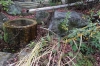 新渓園06