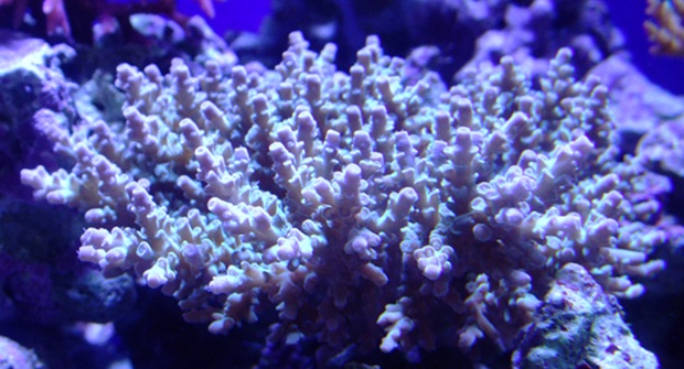 キクハナ