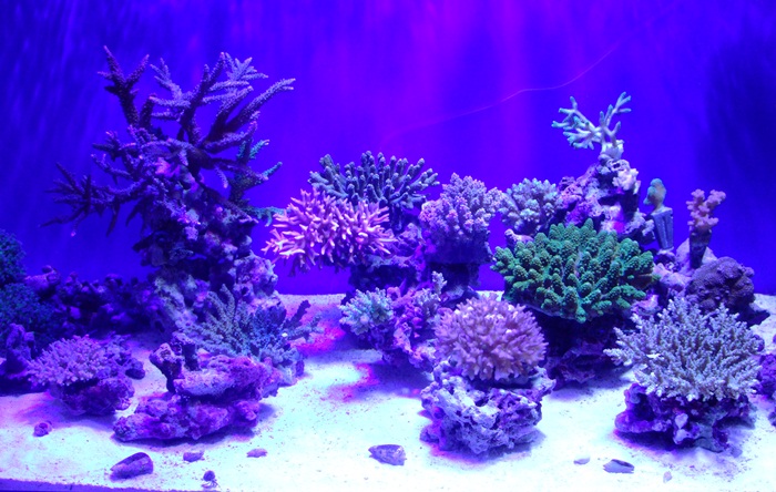 全景