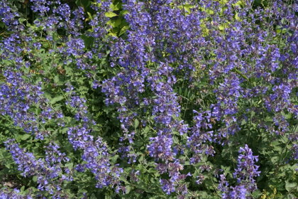 38-garden-cafe_山形_上山_カフェ_パンケーキ_花畑_ミツバチガーデンカフェ_15.jpg