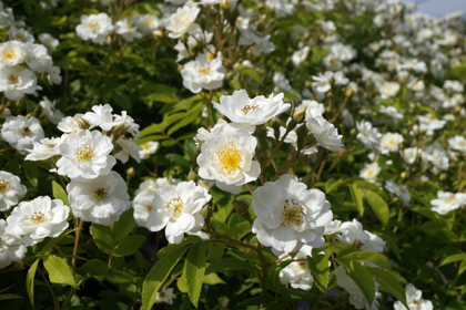 38-garden-cafe_山形_上山_カフェ_パンケーキ_花畑_ミツバチガーデンカフェ_12.jpg