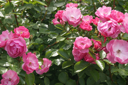 38-garden-cafe_山形_上山_カフェ_パンケーキ_花畑_ミツバチガーデンカフェ_26.jpg