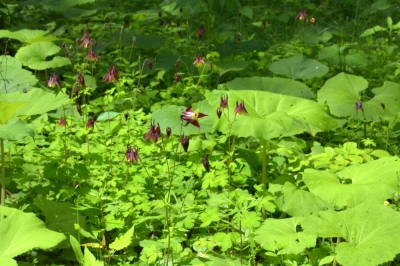 岩手県県民の森4
