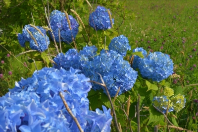 中央公園_
