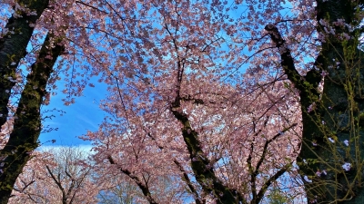 sakura2020-2