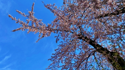 sakura2020-3