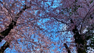 sakura2020-4