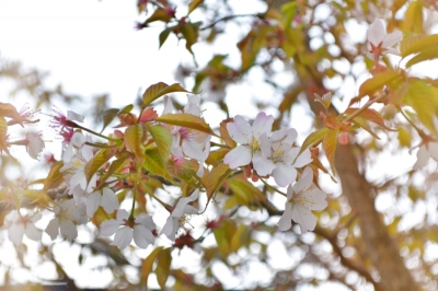 2020sakura_1