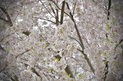 2020sakura_2