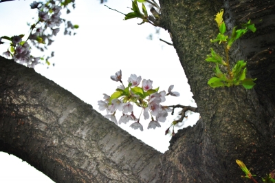 2020sakura_3