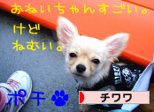 にほんブログ村 犬ブログ チワワへ