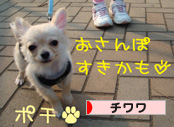 にほんブログ村 犬ブログ チワワへ