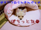 にほんブログ村 犬ブログ チワワへ