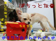 ¤Ë¤Û¤ó¥Ö¥í¥°Â¼ ¸¤¥Ö¥í¥° ¥Á¥ï¥ï¤Ø