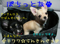にほんブログ村 犬ブログ チワワへ