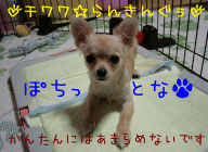 にほんブログ村 犬ブログ チワワへ