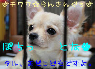 にほんブログ村 犬ブログ チワワへ