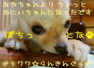 にほんブログ村 犬ブログ チワワへ