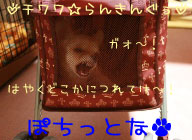 にほんブログ村 犬ブログ チワワへ